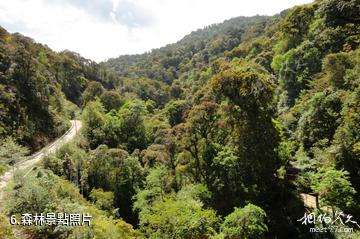 屏邊大圍山風景區-森林照片