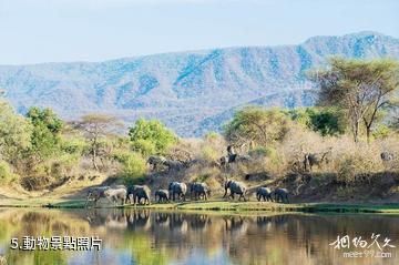 馬拉維湖-動物照片