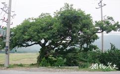 苏州西山大观音禅寺旅游攻略之佛缘树