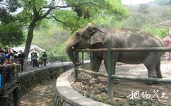 溫州動物園旅遊攻略之大象館
