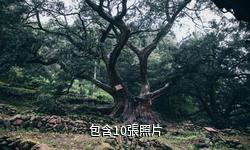 稽東千年香榧林驢友相冊