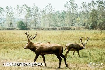 湘陰洋沙湖旅遊景區-國家級保護動物照片