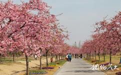 上海辰山植物園旅遊攻略之櫻花園
