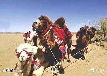 玛纳斯土炮营国家沙漠公园-骆驼照片