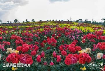 青島玫瑰小鎮-觀賞園照片