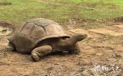 模里西斯卡塞拉自然公園旅遊攻略之象龜
