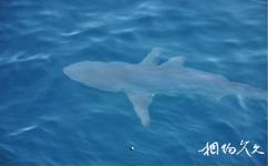 厄瓜多尔加拉帕戈斯群岛旅游攻略之鲨鱼