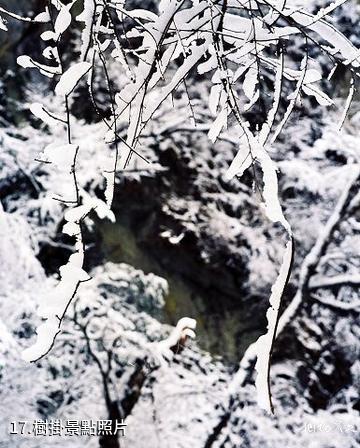 雅安東拉山大峽谷風景區-樹掛照片