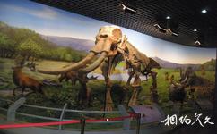 内蒙古博物院旅游攻略之猛犸象化石