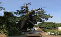 上海嘉定古城旅游攻略之千年古树