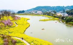 重慶巴南天坪山雲林天鄉旅遊攻略之油菜花