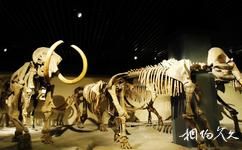 大慶市博物館旅遊攻略之猛獁象