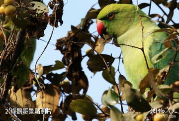 印度凱奧拉德奧國家公園-綠鸚哥照片