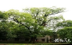 湖南安江农校纪念园旅游攻略之古樟树