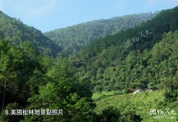 思茅小黑江森林公園-美國松林地照片