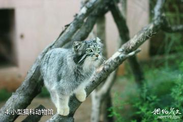 西宁青藏高原野生动物园-小型猫科动物馆照片