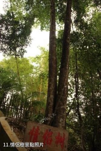 海南霸王嶺國家森林公園-情侶樹照片
