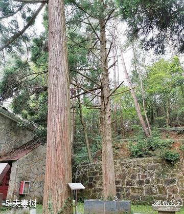 庐山观音桥景区-夫妻树照片