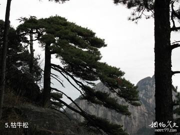 祁门牯牛降景区-牯牛松照片