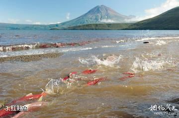 堪察加库页湖-红鲑鱼照片