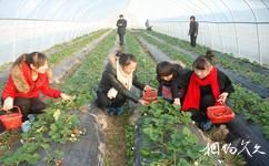 上海葵園旅遊攻略之採摘果蔬