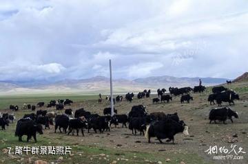 西藏哲古風景區-氂牛群照片