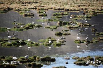 甘肃盐池湾国家级自然保护区-沼泽湿地照片