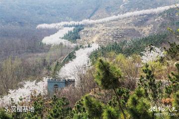 滨州邹平樱花山风景区-赏樱基地照片