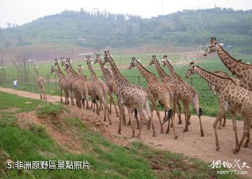 重慶野生動物世界-非洲原野區照片