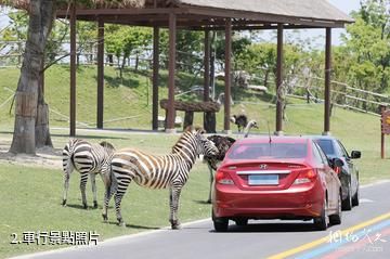 南通森林野生動物園-車行照片