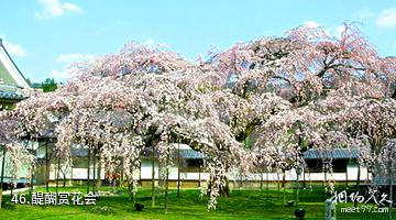 日本醍醐寺-醍醐赏花会照片