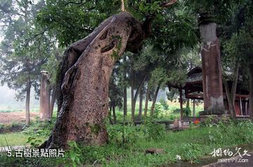三台雲颱風景區-古樹照片