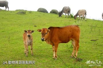廣西五皇山國家地質公園-動物資源照片