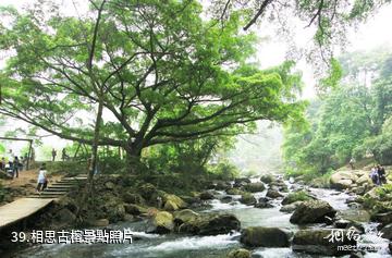 廣州從化石門國家森林公園-相思古榕照片