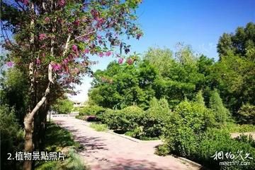 山丹南湖生態植物園-植物照片