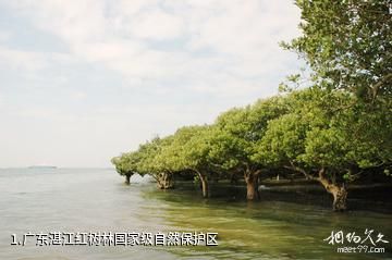 广东湛江红树林国家级自然保护区照片