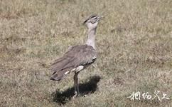 坦桑尼亚恩戈罗恩戈罗自然保护区旅游攻略之灰颈鹭鸨