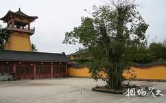 博鳌东方文化苑旅游攻略之菩提树