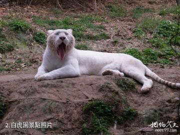 重慶野生動物世界-白虎園照片