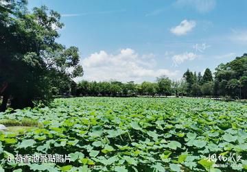 肇慶封開龍山景區-荷香池照片