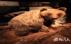 芬蘭北極中心和拉普蘭省立博物館旅遊攻略之棕熊