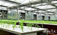 万州同鑫蔬菜大观园旅游攻略之蔬菜高科技生产大棚