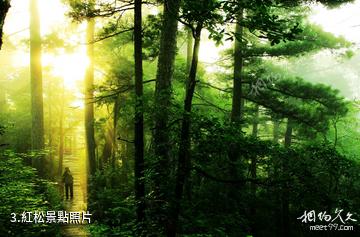 黑龍江豐林國家級自然保護區-紅松照片