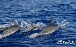 葡萄牙亚速尔群岛旅游攻略之海豚