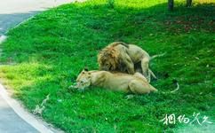 长沙生态动物园旅游攻略之狮区