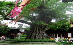 廣州光孝寺旅遊攻略之菩提樹