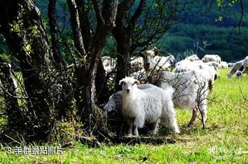 內蒙古賽罕烏拉國家級自然保護區-羊群照片