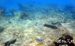 泰國斯米蘭群島旅遊攻略之海底