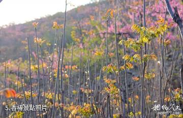 蒙陰前城古村旅遊區-香椿照片