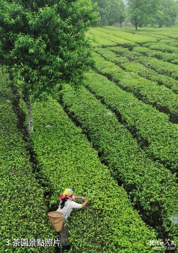 西雙版納大益莊園-茶園照片